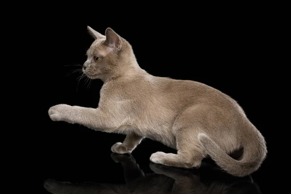 可爱的灰猫站立并举起爪子在孤立的黑色背景 — 图库照片
