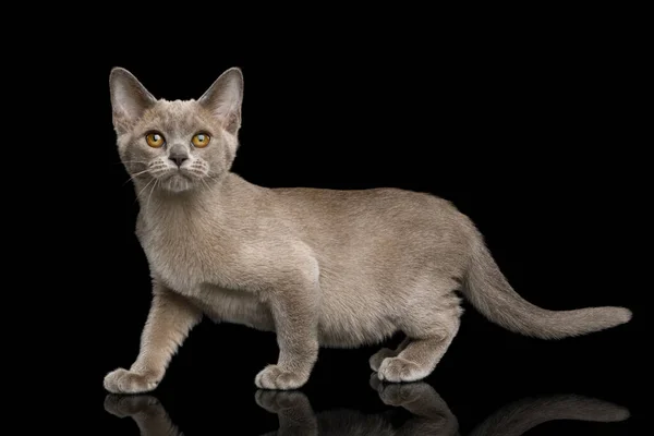 Adorable Gray Kitten Standing Looking Isolated Black Background Side View — Stock Photo, Image