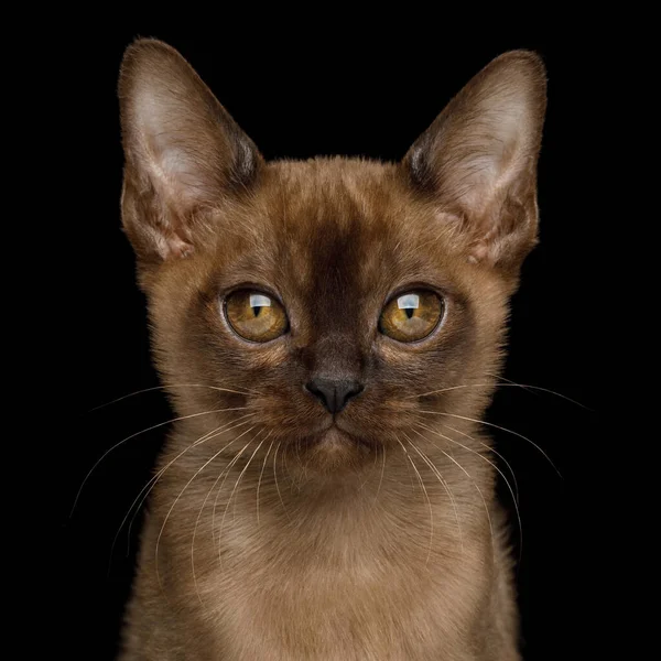 Porträtt Brun Burmesiska Kattunge Med Choklad Päls Färg Och Runda — Stockfoto