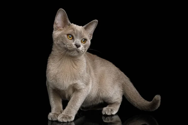 Cute Gray Kitten Stojący Patrząc Górę Odizolowanym Czarnym Tle Widok — Zdjęcie stockowe