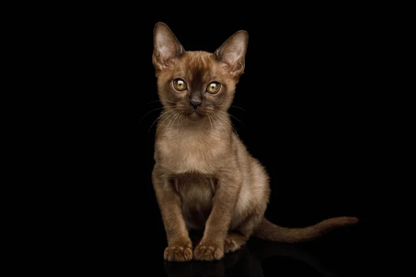 Amazing Brown Kitten Sitzt Und Starrt Auf Isolierten Schwarzen Hintergrund — Stockfoto