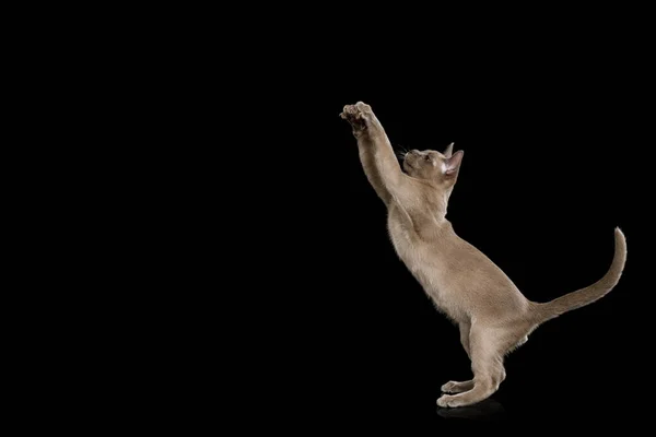 Gatito Gris Juguetón Levantando Las Patas Criando Encima Fondo Negro —  Fotos de Stock