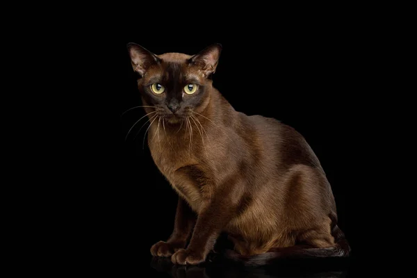 Amazing Brown Cat Sentado Olhando Para Fundo Preto Isolado Vista — Fotografia de Stock