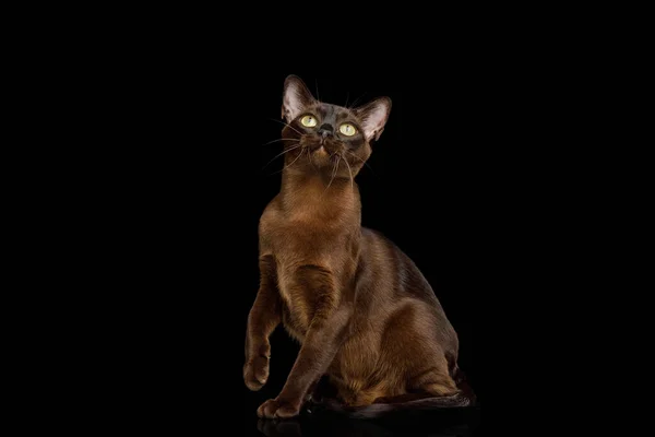 Amazing Brown Cat Sentado Olhando Para Cima Fundo Preto Isolado — Fotografia de Stock