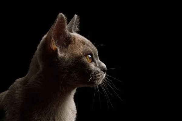 Closeup Portrait Gray Kitten Isolated Black Background Profile View — Stock Photo, Image