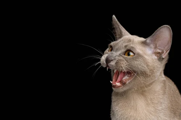 Nahaufnahme Portrait Angry Cat Zischt Auf Isoliertem Schwarzen Hintergrund Profilansicht — Stockfoto