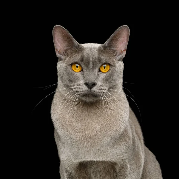 Portret Gray Cat Stare Aparacie Fotograficznym Odizolowanym Czarnym Tle — Zdjęcie stockowe