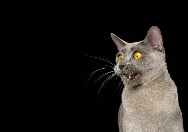 Funny Portrait Amazement Gray Cat Boca Abierta Mirada Costado Sobre —  Fotos de Stock