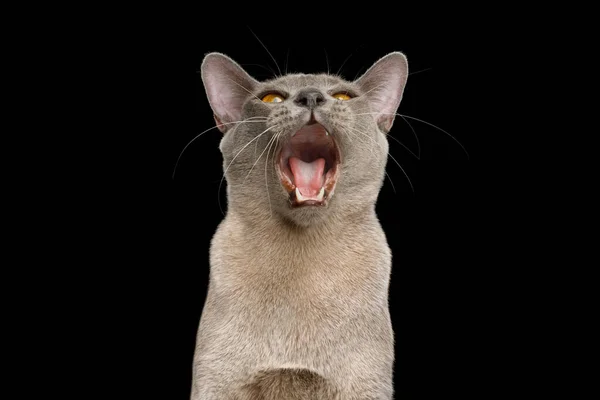 Divertido Retrato Gato Gris Con Boca Abierta Pidiendo Comida Sobre —  Fotos de Stock