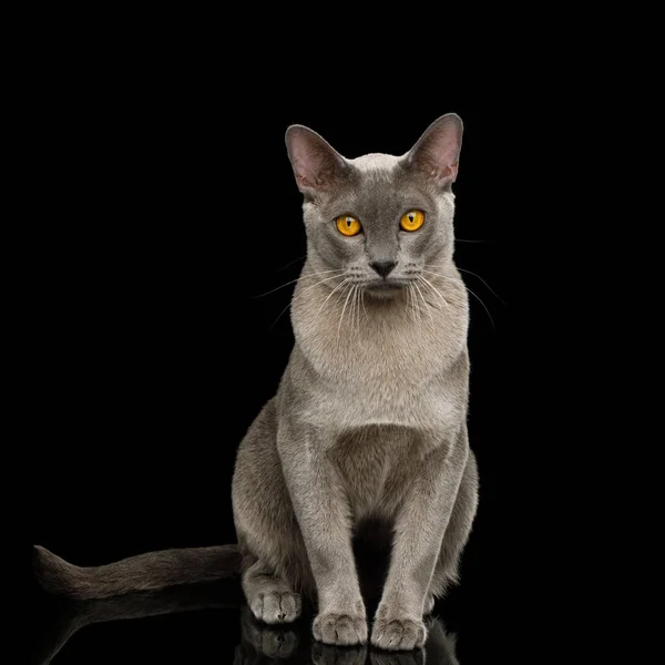 Adorable Cray Burmese Cat Sitting Gazing Isolated Black Background Front — Stock Photo, Image