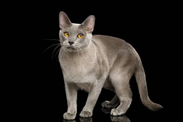 Graue Katze Burma Spaziergang Voller Länge Mit Lustigen Augen Auf — Stockfoto