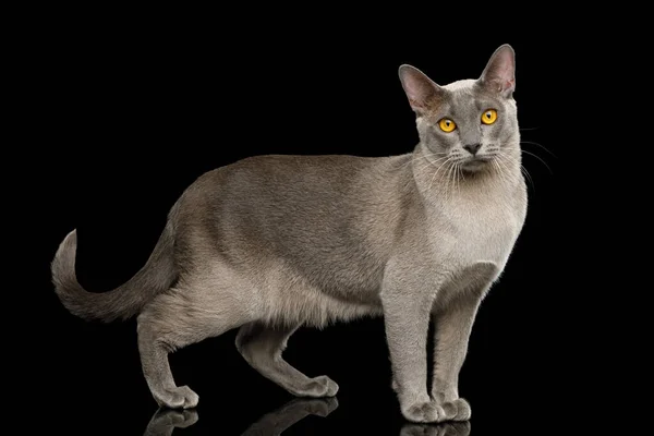 Gray Cat Birmański Spacer Pełnej Długości Izolowanym Czarnym Tle Widok — Zdjęcie stockowe