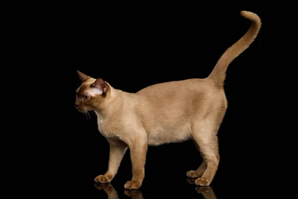 朱古力猫缅甸行走全长在孤立的黑色背景 侧面看 — 图库照片