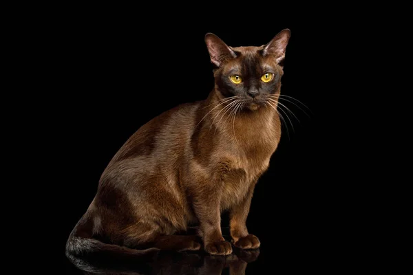 Braune Katze Sitzend Und Starrend Auf Isoliertem Schwarzem Hintergrund Seitenansicht — Stockfoto