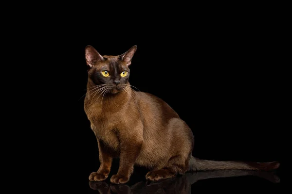 Brown Cat Seduta Sguardo Sfondo Nero Isolato Vista Laterale Sable — Foto Stock