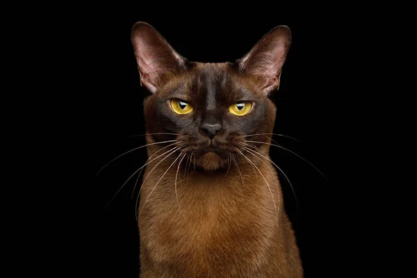 Porträtt Burmesiska Katt Med Sable Päls Arg Stirra Isolerad Svart — Stockfoto