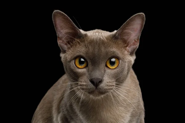 黒の背景に隔離されたカメラの灰色のビルマ猫の像 フロントビュー — ストック写真