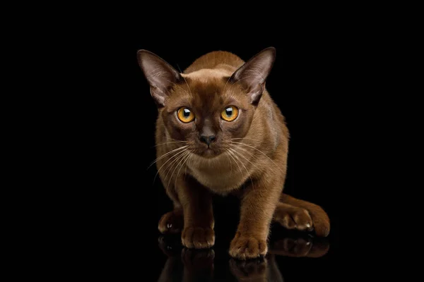 Skrämd Sobel Burma Katt Tittar Kameran Med Rädsla Isolerad Svart — Stockfoto