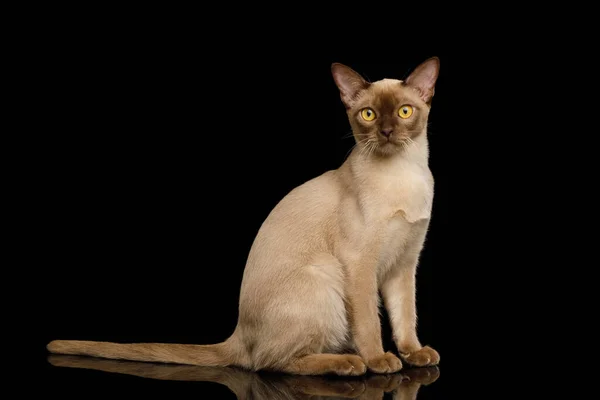 Uroczy Brown Birma Cat Siedzi Ciekawie Wygląda Aparacie Fotograficznym Odizolowany — Zdjęcie stockowe