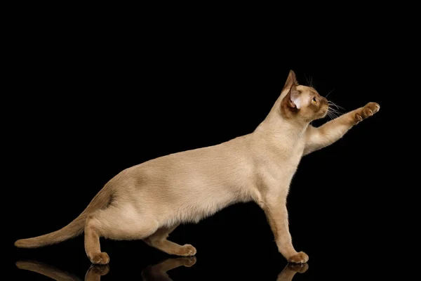 顽皮的棕色缅甸猫高举爪子 玩玩具 被黑色背景隔离 — 图库照片