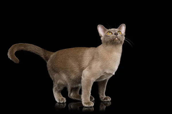 Verspielte Katze Stehend Und Isoliert Aufblickend Auf Schwarzem Hintergrund Vorderansicht — Stockfoto