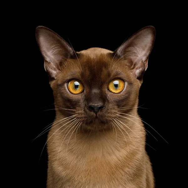 基于黑色背景 前景色的相机中可颂的缅甸猫的肖像 — 图库照片