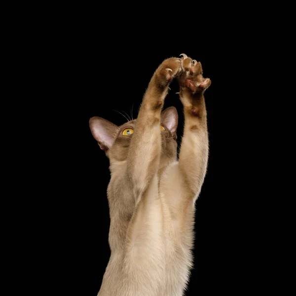 Lindo Retrato Del Juguetón Gato Birmania Marrón Levantando Patas Juega —  Fotos de Stock