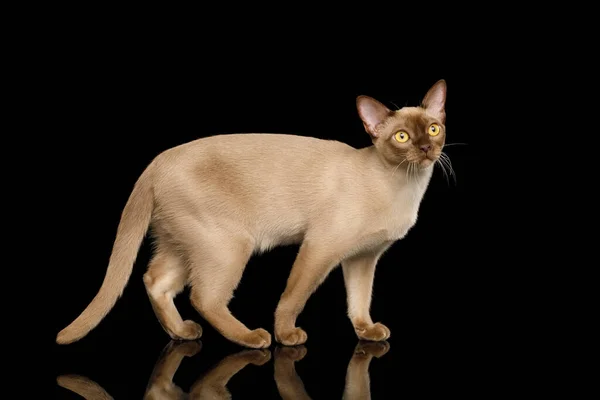 귀여운 버마족 고양이서 과검은 측면시야에 호기심 보인다 — 스톡 사진