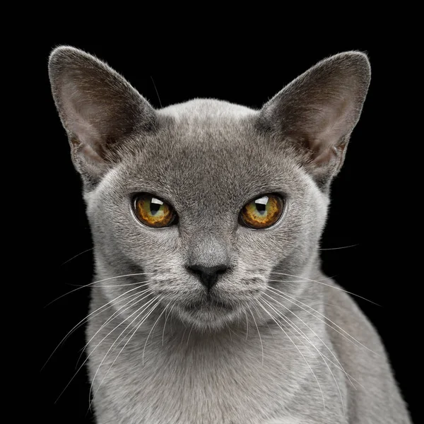 Retrato Adorable Gato Birmano Azul Con Ojos Inusuales Aislados Sobre — Foto de Stock