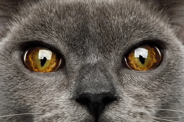 Κοντινά Μάτια Της Μπλε Βιρμανικής Γάτας Απομονωμένα Μαύρο Φόντο — Φωτογραφία Αρχείου