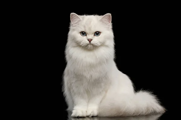 青い目の愛らしいイギリスの品種猫の白い色 孤立した黒の背景のカメラに座っていると探して フロントビュー ストック画像
