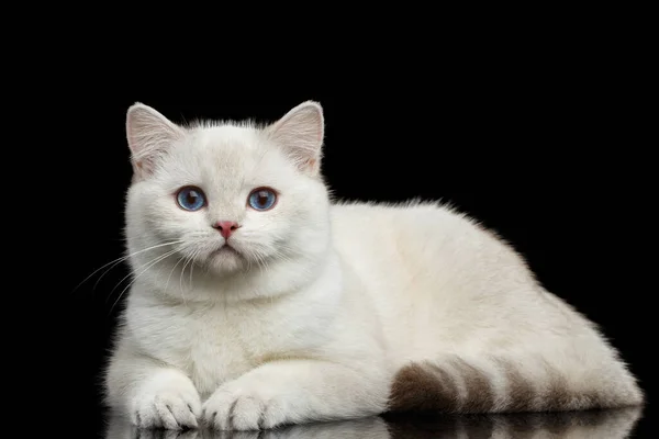 Adorable British Breed Cat White Color Magic Blue Eyes Lying Royalty Free Stock Photos