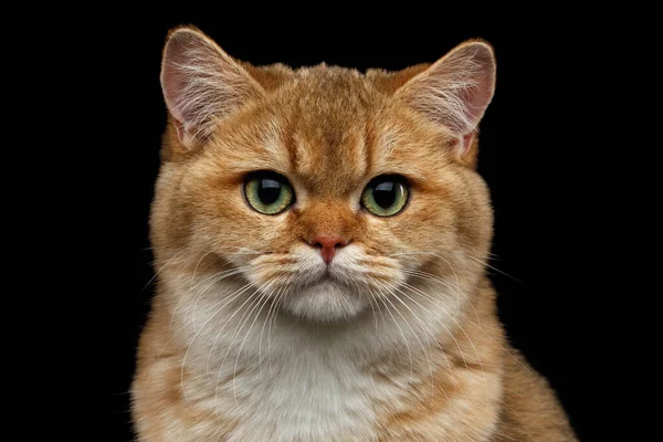 緑の目で英国の品種猫ゴールドChinchilla色のクローズアップ肖像画 隔離された黒の背景 フロントビュー ロイヤリティフリーのストック写真