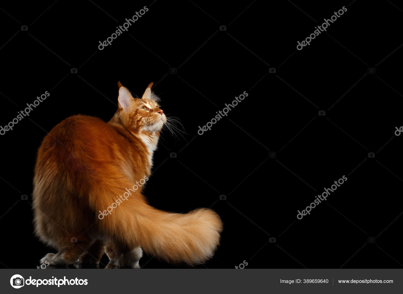 Enorme Ginger Maine Coon Cat Com Cauda Peluda Olhando Para Fotos Imagens De C Seregraf