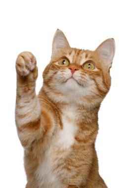 Kızıl Kedi 'nin portresi İzole edilmiş beyaz arka planda patisini kaldırıyor.