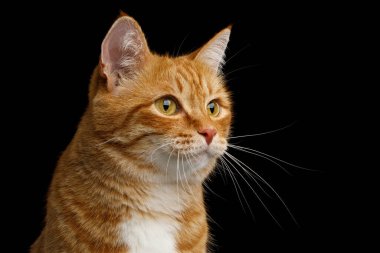İzole edilmiş Siyah Arkaplan 'da Ginger Cat' in sevimli portresi, profil görünümü