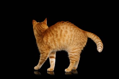 Tapılası kızıl kedi dikiliyor ve tek başına duran siyah arka plan, yan görünüm