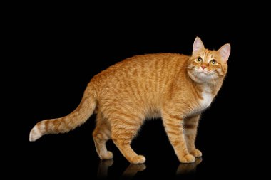 Sevimli Ginger Cat dikiliyor ve mutlu bir yüzle bakıyor izole edilmiş siyah arka planda, yan görünümde
