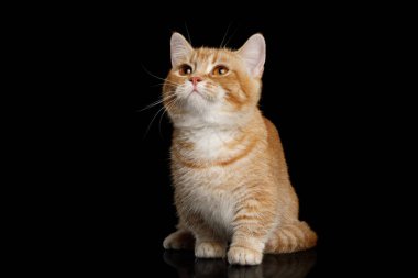 Red Munchkin Cat Sitting and Looking up on Isolated Black background, front view clipart