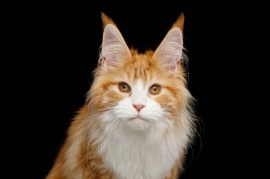 Ginger Maine Rakun Kedisi 'nin portresi, kulaklarında fırça, Kamerada Bakış, izole edilmiş Siyah Arkaplan