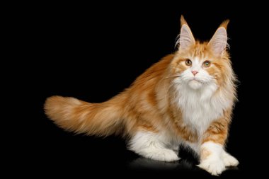 Zencefilli Zencefilli Zencefilli Rakun Kedi, Avla ve Yakından İzole Edilmiş Siyah Arkaplan