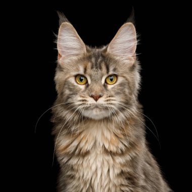 Kulaklarında fırça olan Tabby Maine Rakun Kedisinin portresi, izole edilmiş Kara Arkaplan