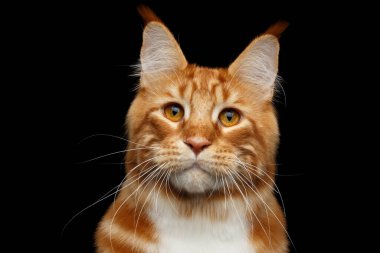 Beyaz Maine Rakun Kedisi 'yle Muhteşem Tabby Ginger' ın yakın plan lideri Kara Arkaplan 'da izole edilmiş görünüyor.