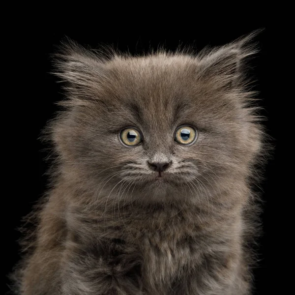 Retrato Gatinho Cinzento Assustado Olhar Câmera Fundo Preto Isolado — Fotografia de Stock