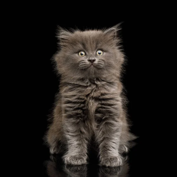 灰色の子猫を怖がらせます 隔離された黒の背景にカメラに座っていると主演 — ストック写真