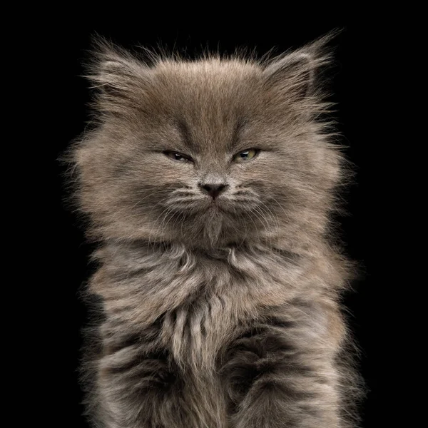 Портрет Серого Котенка Приятным Лицом Изолированном Черном Фоне — стоковое фото