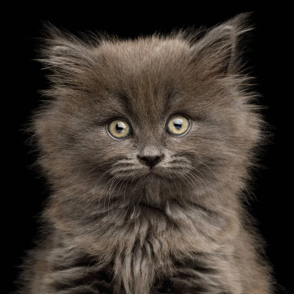 Closeup Portrait Amazement Gray Kitten Stare Camera Isolated Black Background — Stock Photo, Image