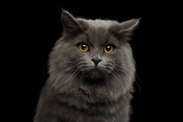 Portrait of Afraid Gray Cat with Sad eyes on Isolated Black Background