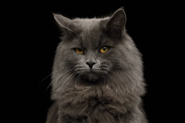 孤立的黑色背景下灰猫在相机中的画像 — 图库照片
