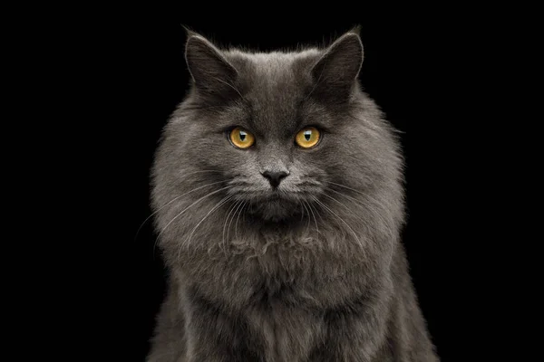 Retrato Gato Gris Peludo Mirando Sobre Fondo Negro Aislado Vista — Foto de Stock